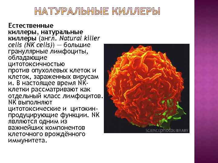 Естественные киллеры, натуральные киллеры (англ. Natural killer cells (NK cells)) — большие гранулярные лимфоциты,