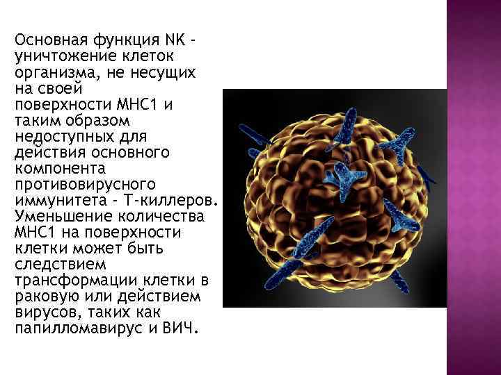 Основная функция NK уничтожение клеток организма, не несущих на своей поверхности MHC 1 и