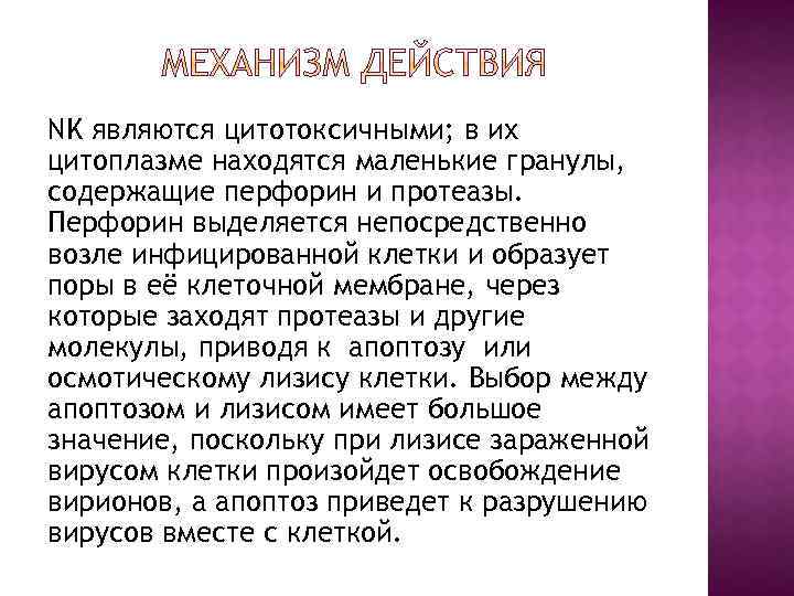 NK являются цитотоксичными; в их цитоплазме находятся маленькие гранулы, содержащие перфорин и протеазы. Перфорин