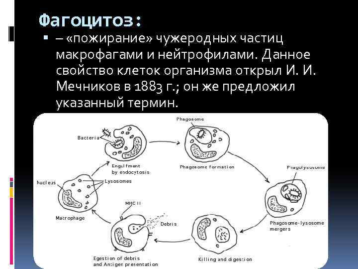 Фагоцитоз нейтрофилов и макрофагов. Фагоцитоз захват клеткой
