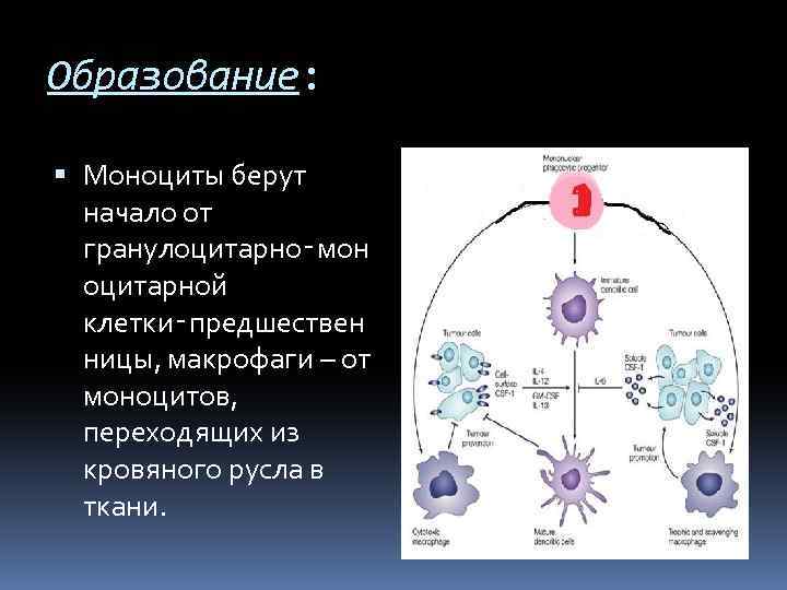 Клетками макрофагами являются. Строение макрофагов иммунология. Жизненный цикл моноцитов макрофагов. Функции моноцитов макрофагов. Макрофаги из моноцитов.