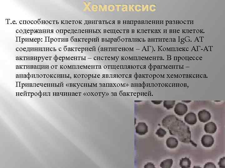 Хемотаксис Т. е. способность клеток двигаться в направлении разности содержания определенных веществ в клетках