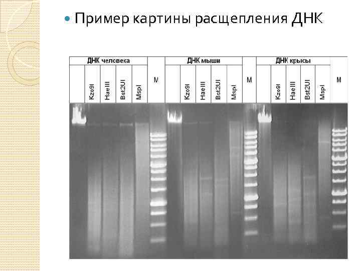  Пример картины расщепления ДНК 