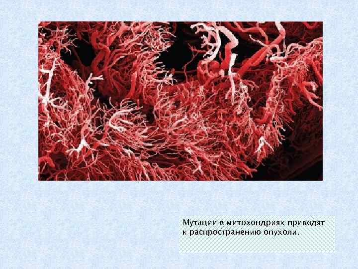 Мутации в митохондриях приводят к распространению опухоли. 