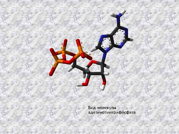 Вид молекулы адезинозинтрифосфата 