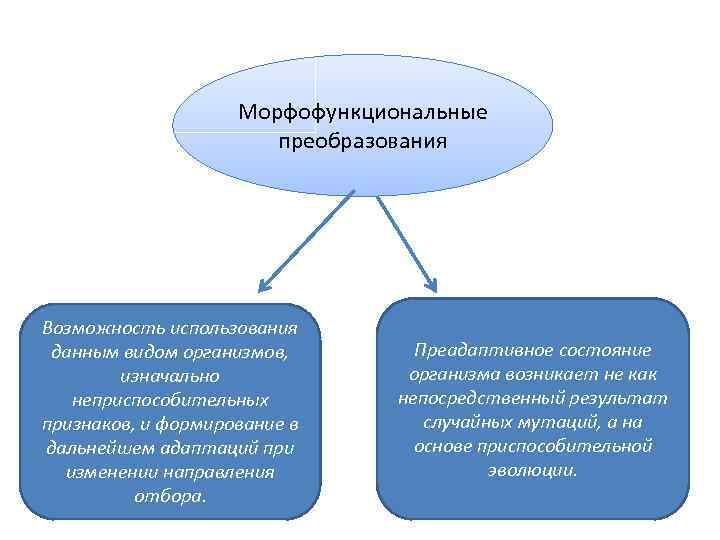 Механизмы соотносительных преобразований органов и систем органов