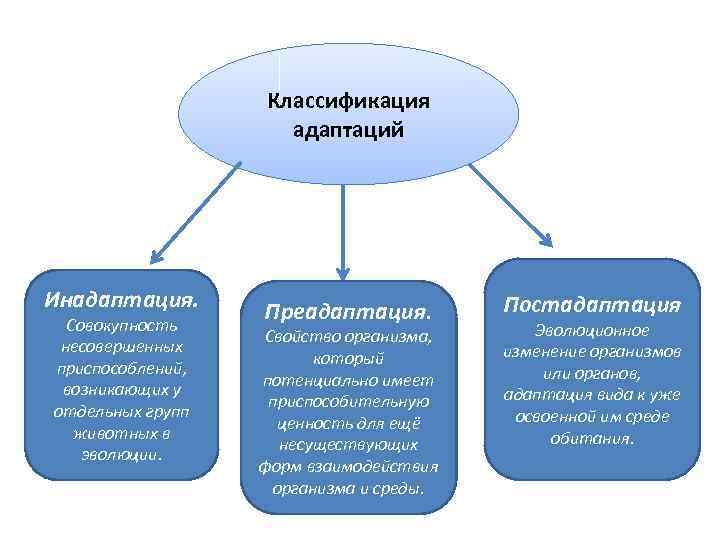 Что такое адаптации как их классифицируют