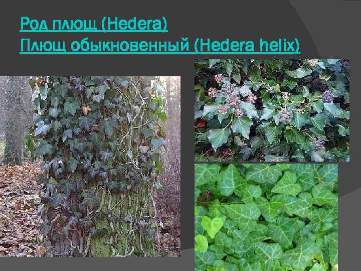 Род плющ (Hedera) Плющ обыкновенный (Нedera helix) 