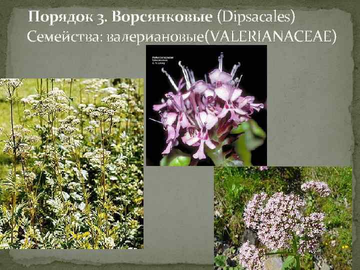  Порядок 3. Ворсянковые (Dipsacales) Семейства: валериановые(VALERIANACEAE) 