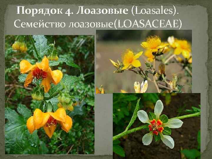  Порядок 4. Лоазовые (Loasales). Семейство лоазовые(LOASACEAE) 