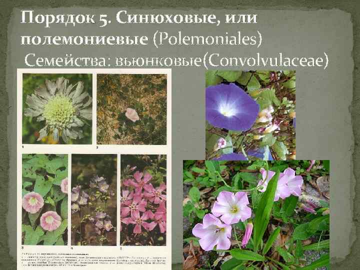 Порядок 5. Синюховые, или полемониевые (Polemoniales) Семейства: вьюнковые(Convolvulaceae) 