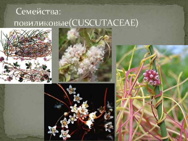  Семейства: повиликовые(CUSCUTACEAE) 