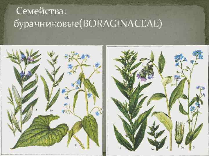  Семейства: бурачниковые(BORAGINACEAE) 