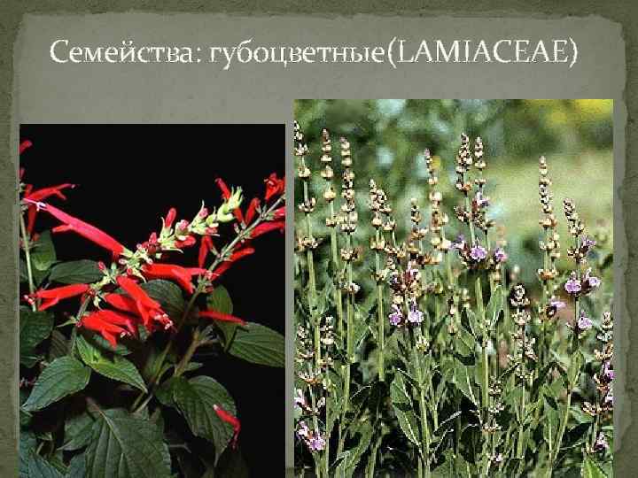 Семейство яснотковые представители фото