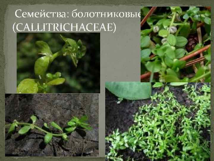  Семейства: болотниковые (CALLITRICHACEAE) 