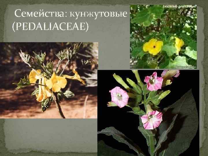  Семейства: кунжутовые (PEDALIACEAE) 