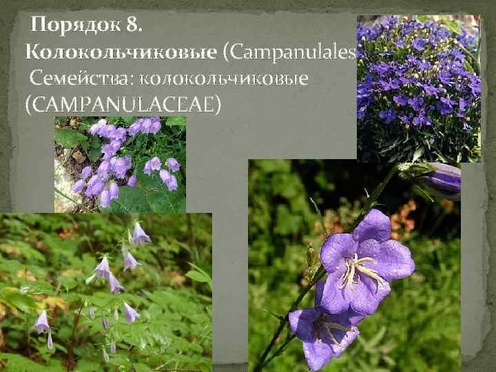  Порядок 8. Колокольчиковые (Campanulales) Семейства: колокольчиковые (CAMPANULACEAE) 