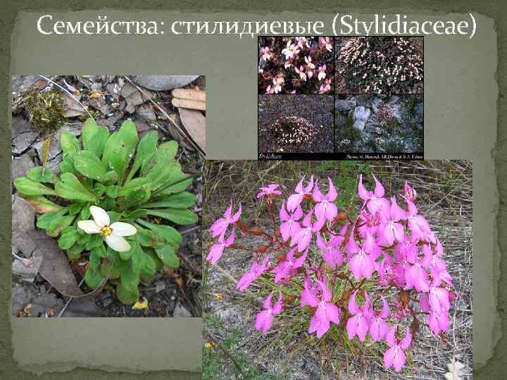  Семейства: стилидиевые (Stylidiaceae) 