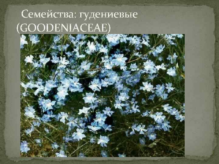  Семейства: гудениевые (GOODENIACEAE) 