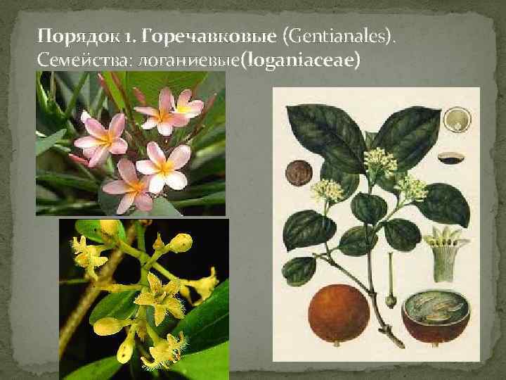 Порядок 1. Горечавковые (Gentianales). Семейства: логаниевые(loganiaceae) 