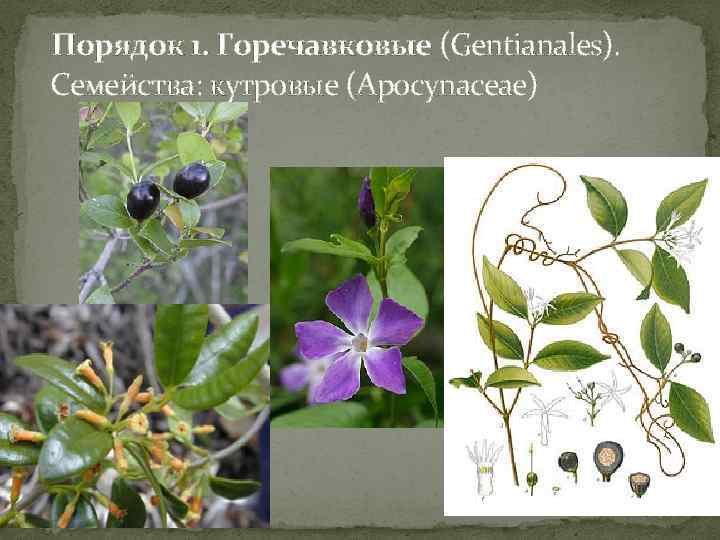  Порядок 1. Горечавковые (Gentianales). Семейства: кутровые (Apocynaceae) 