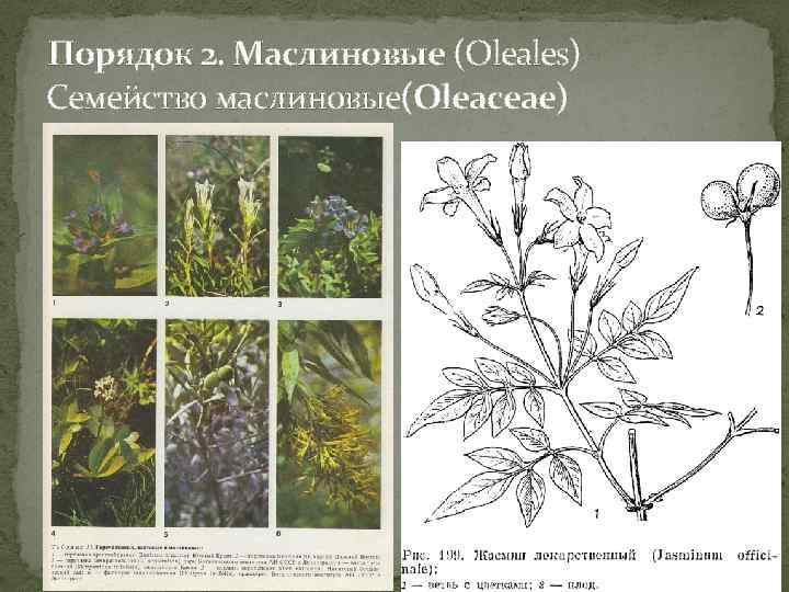  Порядок 2. Маслиновые (Oleales) Семейство маслиновые(Oleaceae) 