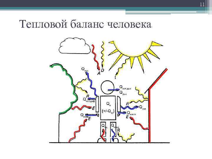 11 Тепловой баланс человека 