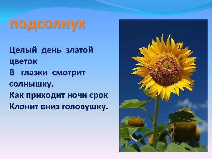 подсолнух Целый день златой цветок В глазки смотрит солнышку. Как приходит ночи срок Клонит