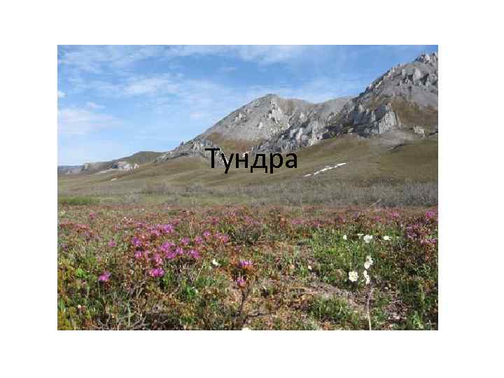 Тундра 