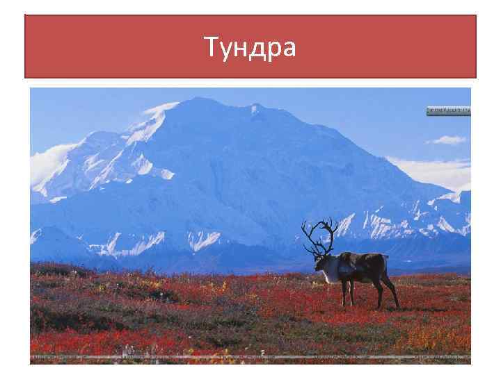 Тундра 