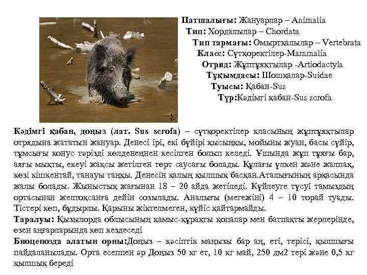 Патшалығы: Жануарлар – Animalia Тип: Хордалылар – Chordata Тип тармағы: Омыртқалылар – Vertebrata Класс: