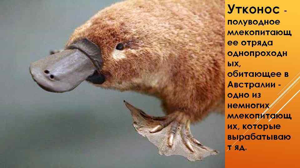 Утконос - полуводное млекопитающ ее отряда однопроходн ых, обитающее в Австралии одно из немногих