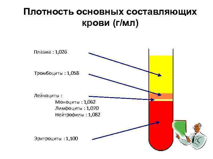 Плотность основных составляющих крови (г/мл) Плазма : 1, 026 Тромбоциты : 1, 058 Лейкоциты