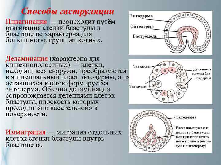 Эмбриогенез человека гистология презентация