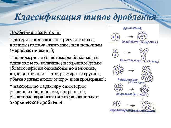 Классификация типов дробления Дробление может быть: * детерминированным и регулятивным; полным (голобластическим) или неполным