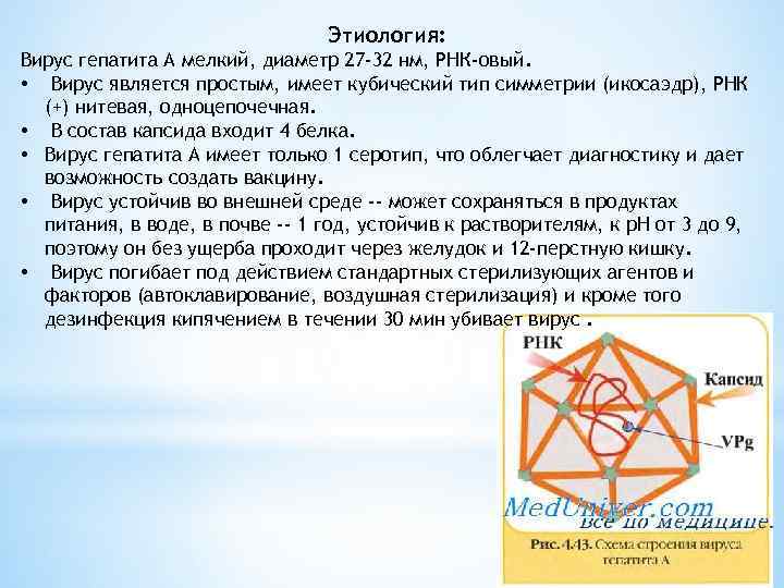 Этиология: Вирус гепатита А мелкий, диаметр 27 -32 нм, РНК-овый. • Вирус является простым,
