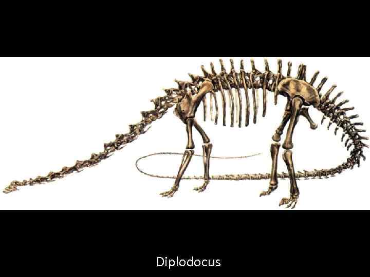 Diplodocus 