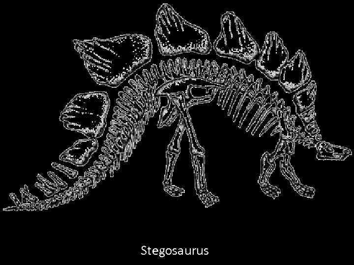 Stegosaurus 