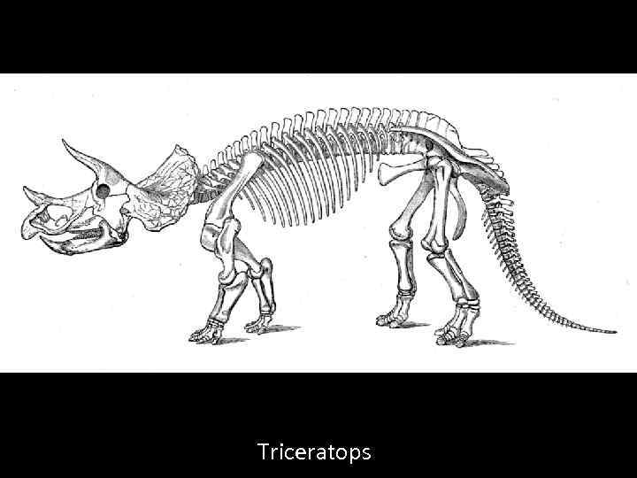 Triceratops 