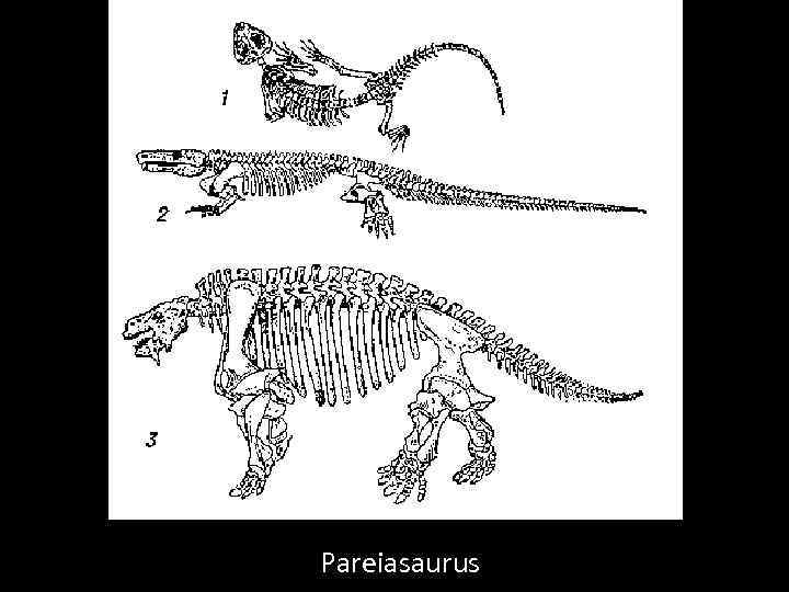 На рисунке изображен майаспондил вымершая рептилия. Пермские котилозавры. Скелет котилозавра. Котилозавры строение. Лимносцелис скелет.