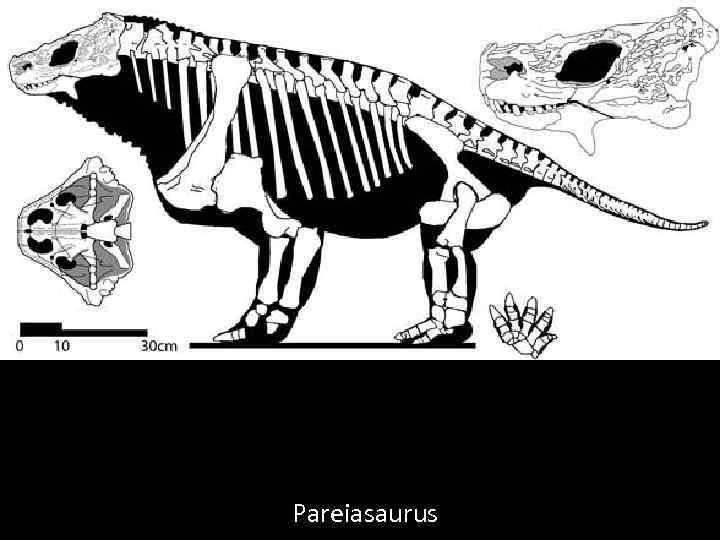 Pareiasaurus 