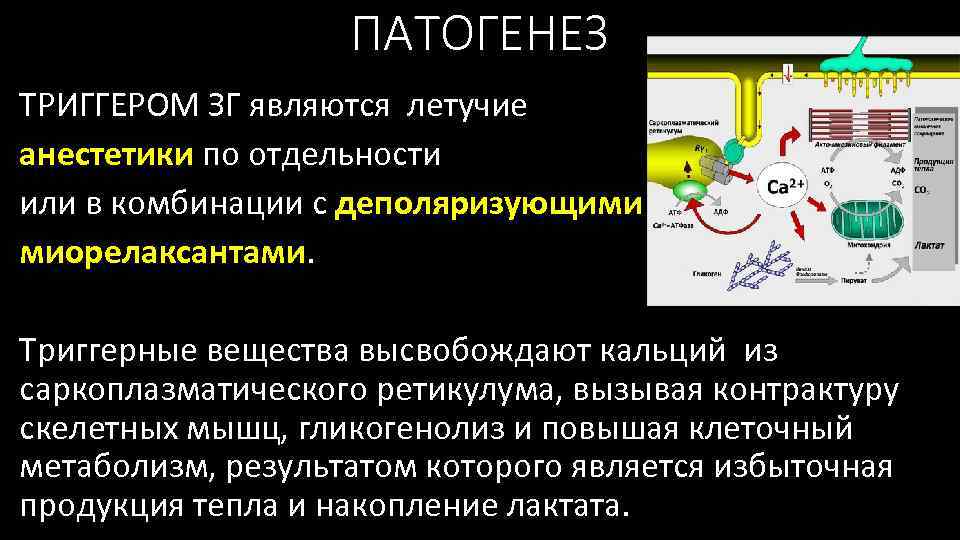 ПАТОГЕНЕЗ ТРИГГЕРОМ ЗГ являются летучие анестетики по отдельности или в комбинации с деполяризующими миорелаксантами.