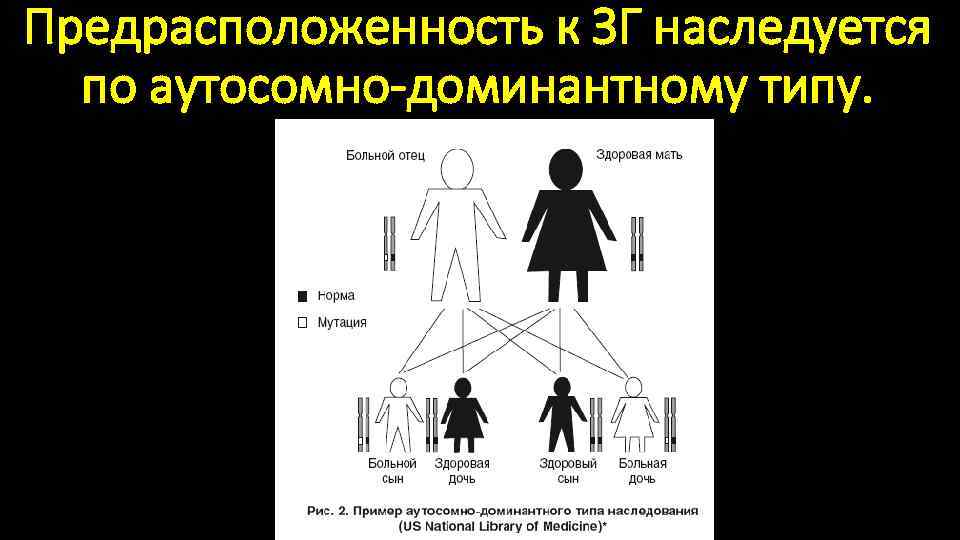 Предрасположенность к ЗГ наследуется по аутосомно-доминантному типу. 