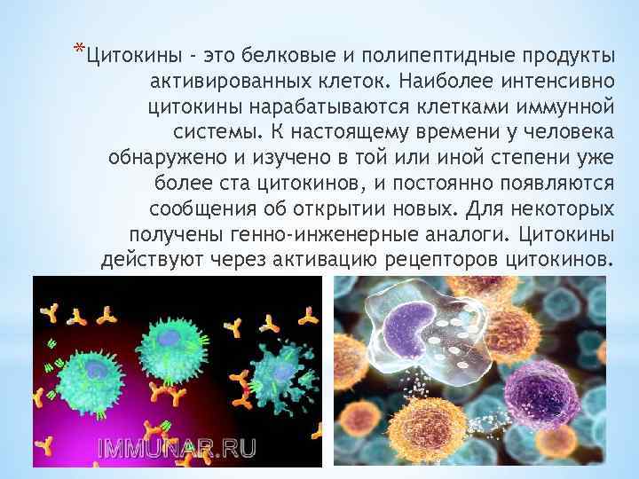 *Цитокины - это белковые и полипептидные продукты активированных клеток. Наиболее интенсивно цитокины нарабатываются клетками