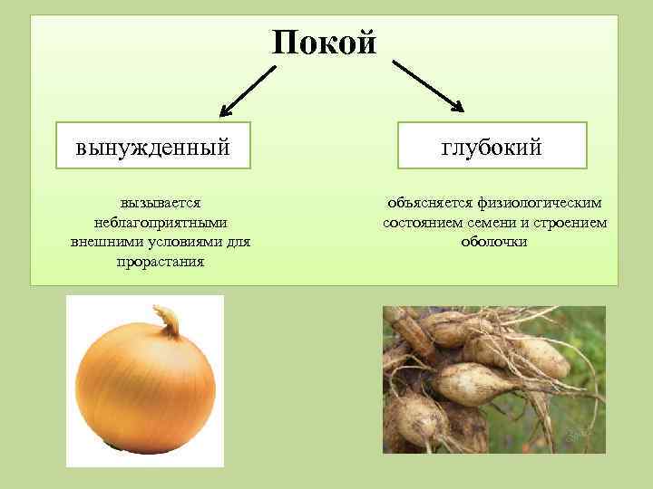 Покой вынужденный вызывается неблагоприятными внешними условиями для прорастания глубокий объясняется физиологическим состоянием семени и