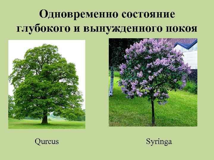 Одновременно состояние глубокого и вынужденного покоя Qurcus Syringa 