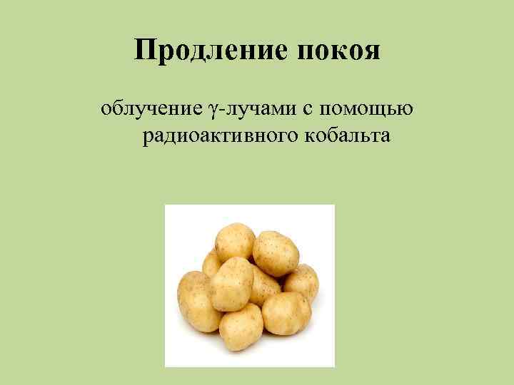 Продление покоя облучение γ-лучами с помощью радиоактивного кобальта 