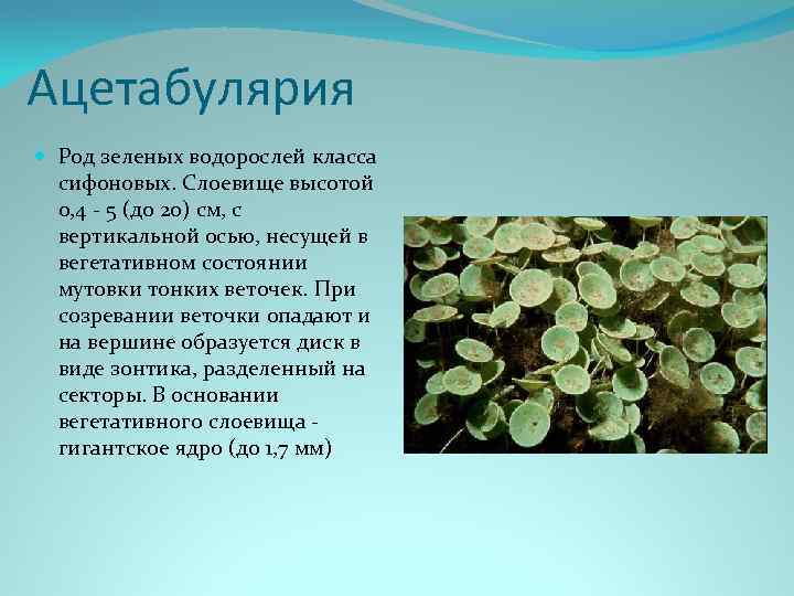 Ацетабулярия Род зеленых водорослей класса сифоновых. Слоевище высотой 0, 4 - 5 (до 20)