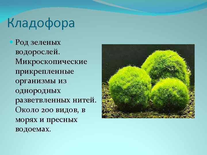 Кладофора Род зеленых водорослей. Микроскопические прикрепленные организмы из однородных разветвленных нитей. Около 200 видов,