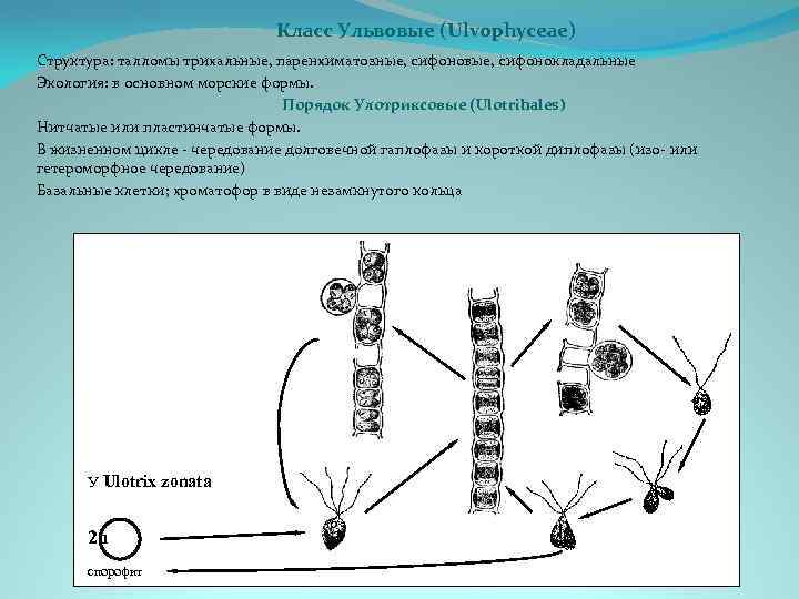 Класс Ульвовые (Ulvophyceae) Структура: талломы трихальные, паренхиматозные, сифоновые, сифонокладальные Экология: в основном морские формы.